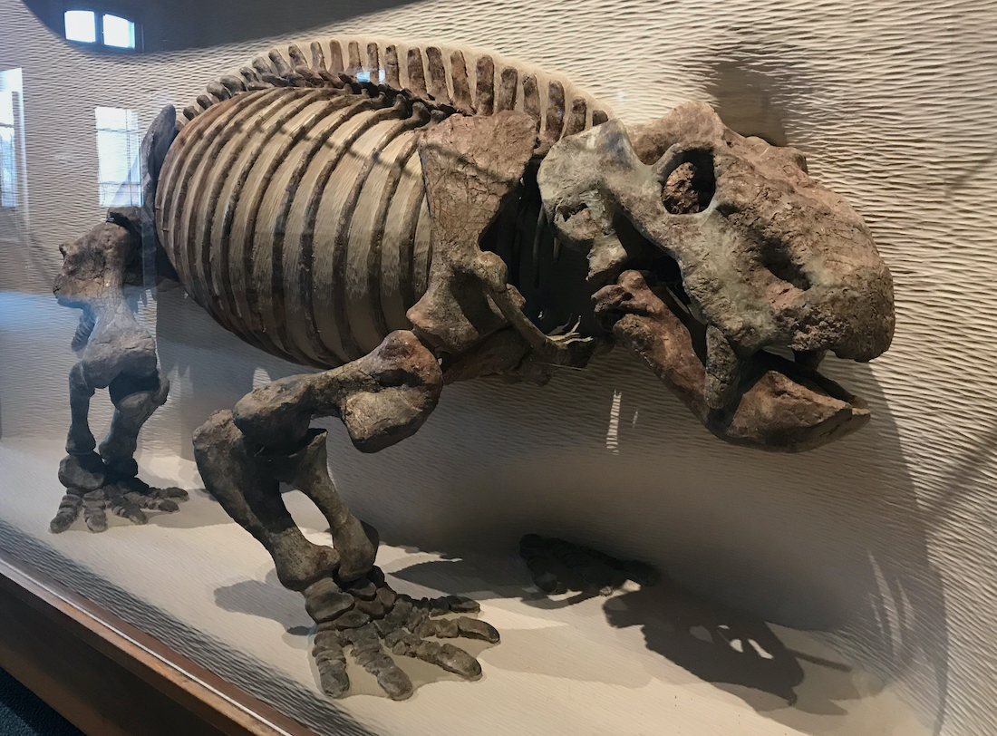 A dicynodont (mammal-like reptile) on display at Harvard's Museum of Comparative Zoology.