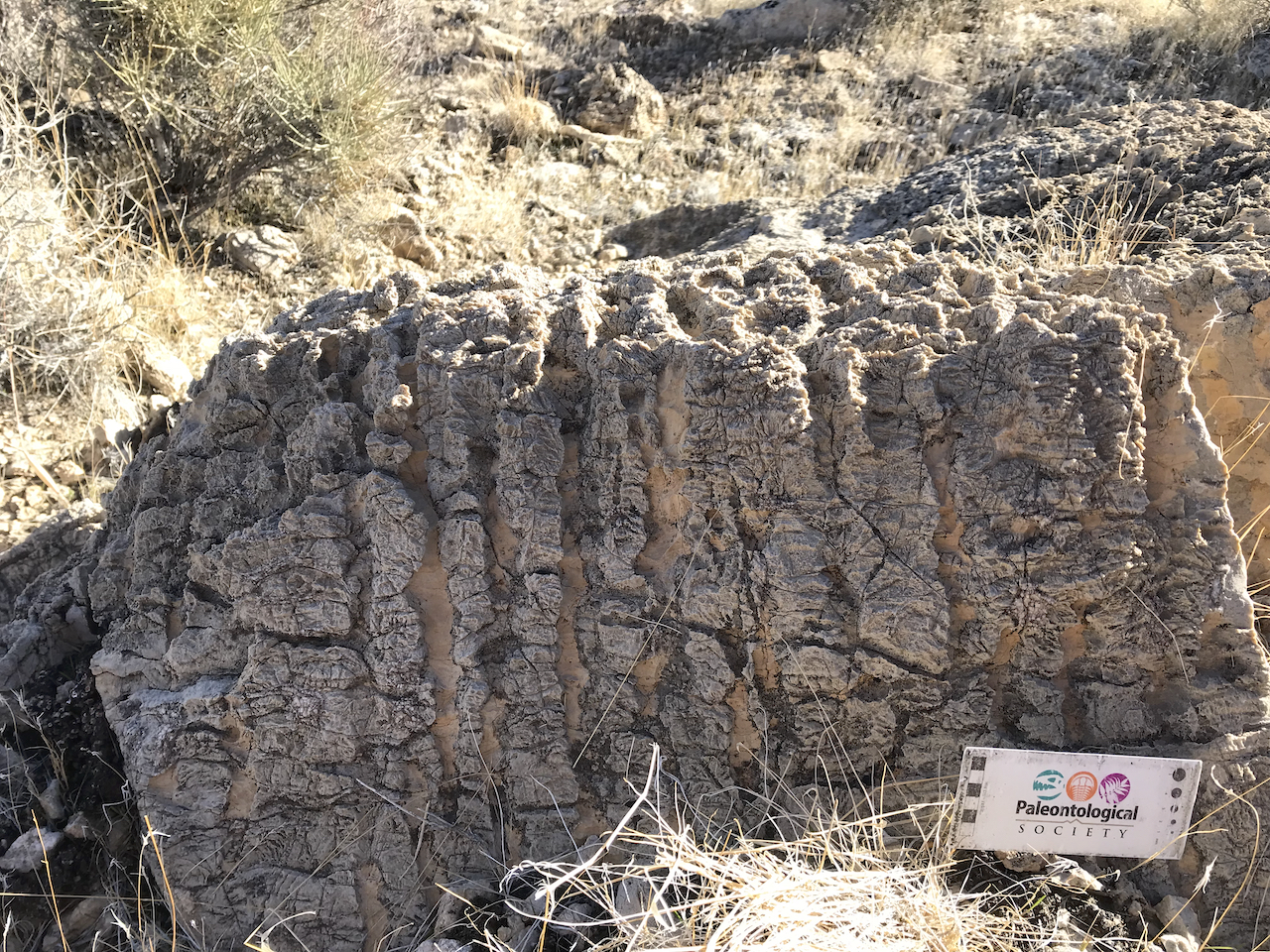 Cap carbonate tubes in late Neoproterozoic Noonday Fm., Southern Nopah Rnage, Californaia. January 2022 Death Valley Fieldtrip.